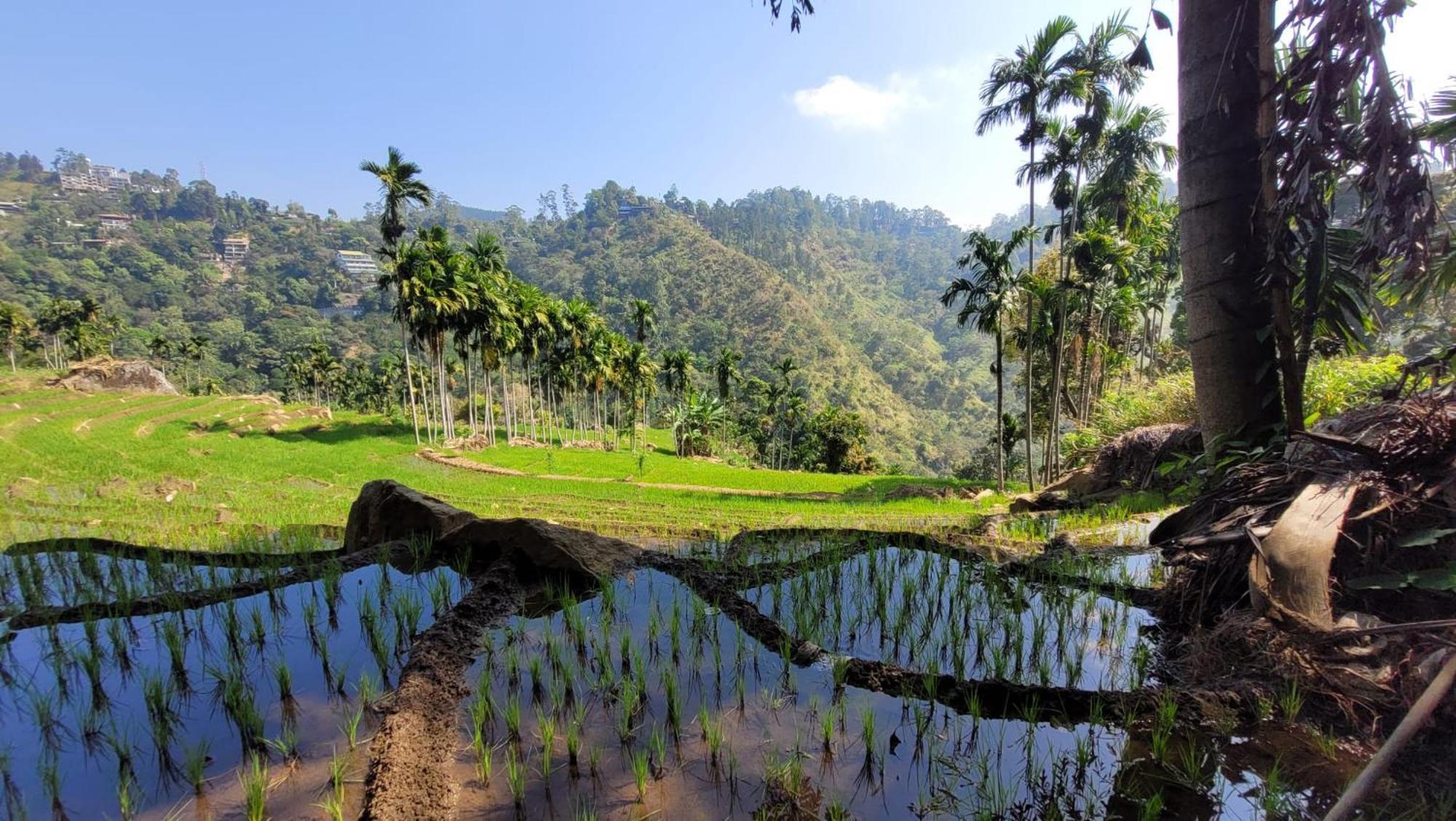 Forest Rawana Homestay Ella Exterior foto