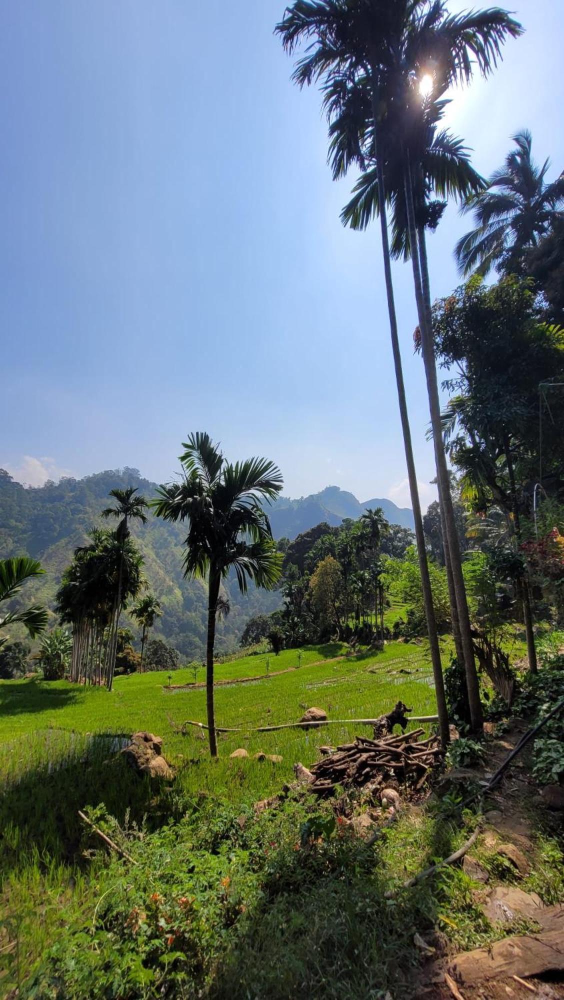 Forest Rawana Homestay Ella Exterior foto